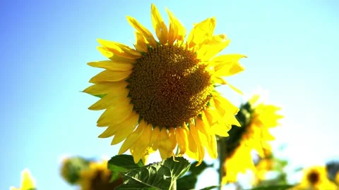 Sunflower field Stock Footage 213582951