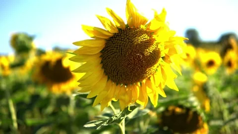 Sunflower field Stock Footage 213584294