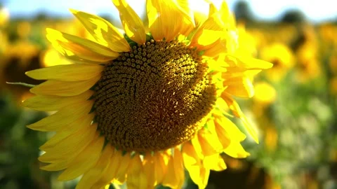 Sunflower field Stock Footage 213584668