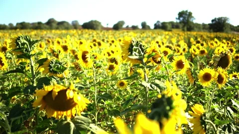 Sunflower field Stock Footage 213584782