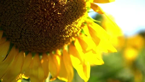 Sunflower field Stock Footage 213584849
