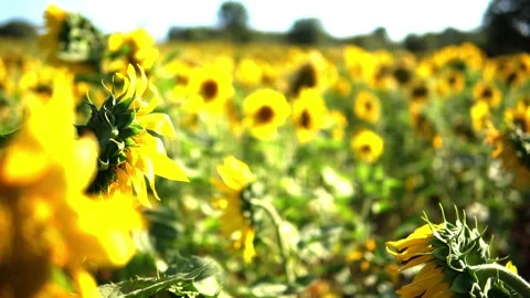 Sunflower field Stock Footage 213585174