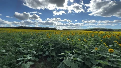 Sunflower Field Stock Footage 230019459