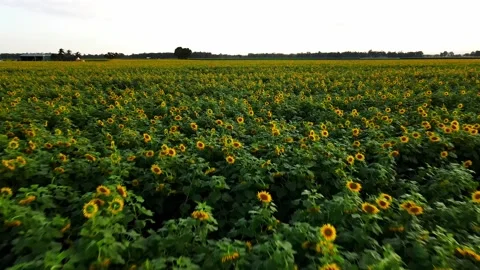 Sunflower Field Stock Footage 230021018