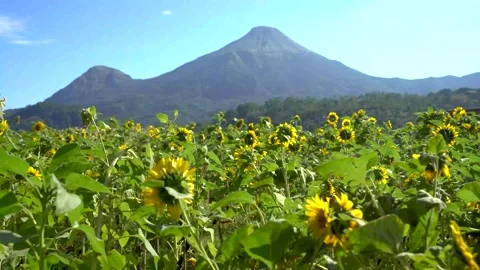 Sunflower Field Video stock 230130774