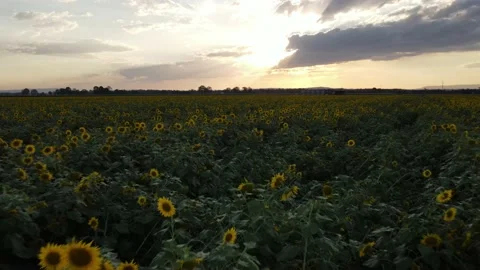 Sunflower Field Stock Footage 235641443