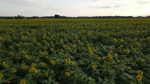 Sunflower Field Stock Footage 235641449