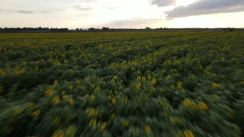Sunflower Field Stock Footage 235643019