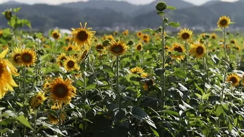 Sunflower field Stock Footage 246569139