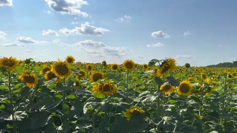 Sunflower on the field Stock Footage 246662776