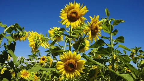 Sunflower field Video stock 247074709