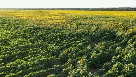 Sunflower field Video stock 247138899