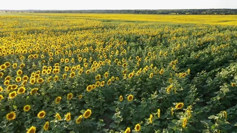 Sunflower field Video stock 247138969