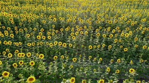 Sunflower field Video stock 247138997