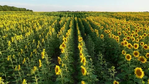 Sunflower field Video stock 247138998