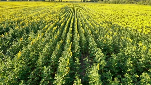 Sunflower field Video stock 247139011