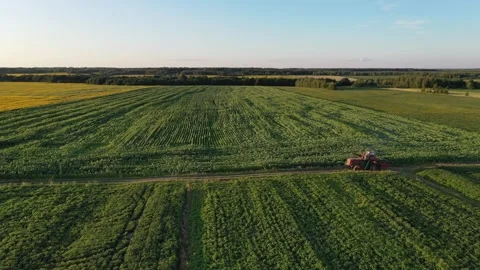 Sunflower field Video stock 247139021