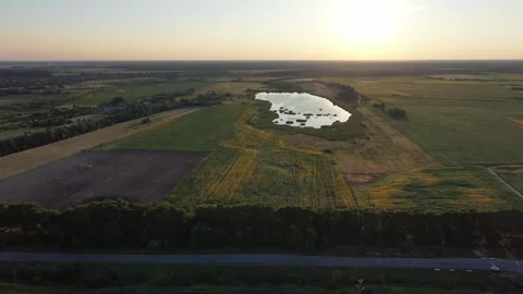 Sunflower field Video stock 247139024