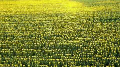 Sunflower field Video stock 247139035