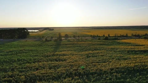 Sunflower field Video stock 247139074