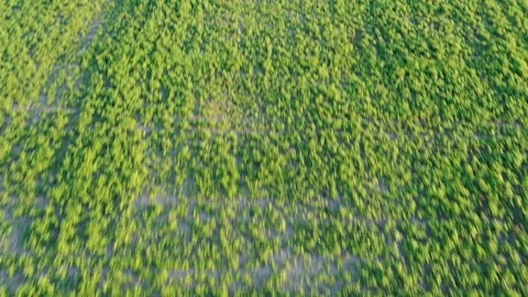 Sunflower field Video stock 247139076