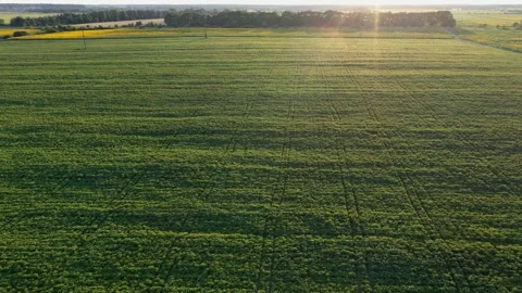 Sunflower field Video stock 247139078