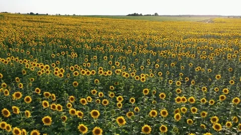 Sunflower field Video stock 247139089