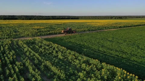 Sunflower field Video stock 247139090
