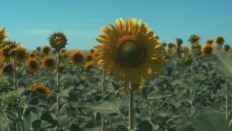 Sunflower Field 스톡 동영상 249855120