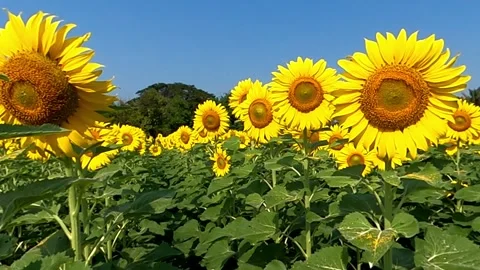 Sunflower field Stock Footage 249973727