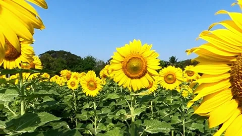 Sunflower field Stock Footage 249973734