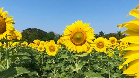 Sunflower in the field Stock Footage 249975139