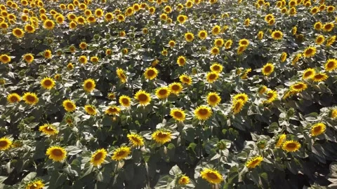 Sunflower field Stock Footage 260413007
