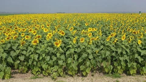 Sunflower Field Stock Footage 262079410