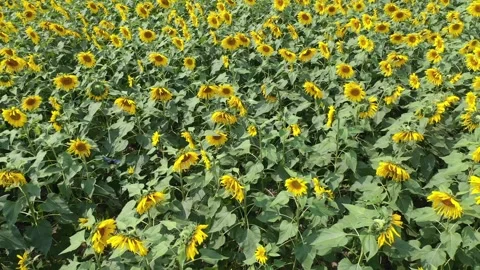 Sunflower field Video stock 262079472