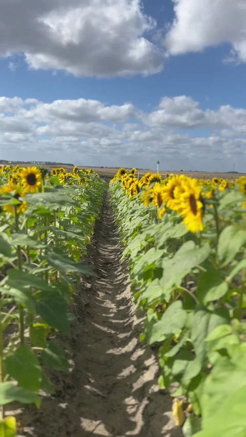 Sunflower Field Stockbeeldmateriaal 263368117