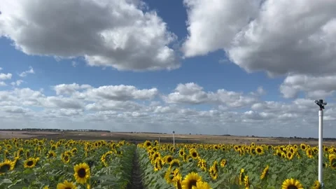 Sunflower Field Stockbeeldmateriaal 263368327