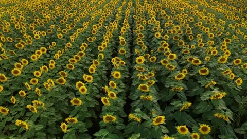Sunflower-field Stock Footage 302289451