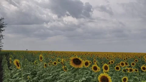 Sunflower field Stock Footage 316946740