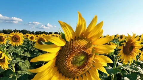 Sunflower in field Stock Footage 324910087