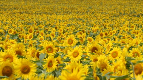 Sunflower Field Stock Footage 327252688