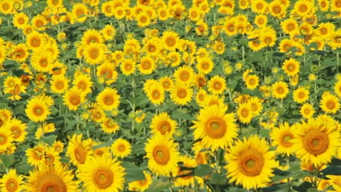 Sunflower Field Stock-Footage 327589678