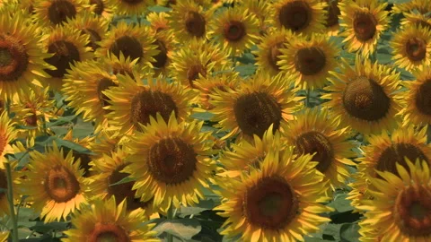 Sunflower Field Stock Footage 330757911