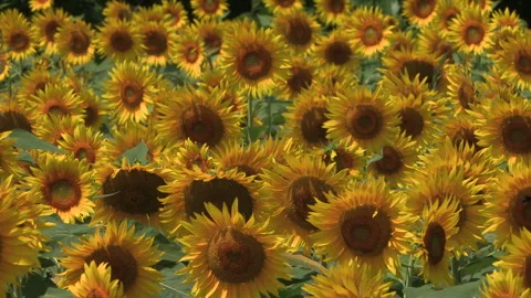 Sunflower Field Stockbeeldmateriaal 330757917