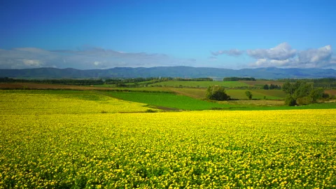 Sunflower Field Vidéo 331107553