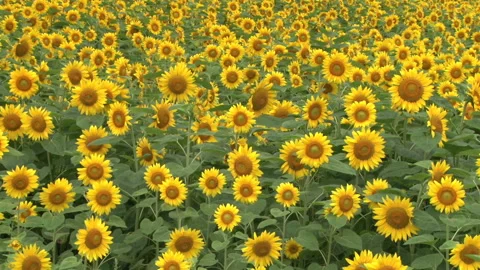 Sunflower Field Video stock 332010949