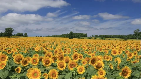 Sunflower Field Video stock 332417048