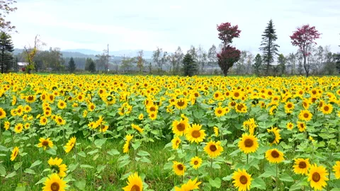 Sunflower Field Stock-Footage 332439004