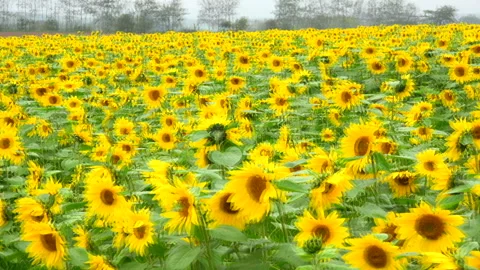 Sunflower Field Vidéo 332439047