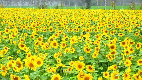 Sunflower Field Stock Footage 332439088
